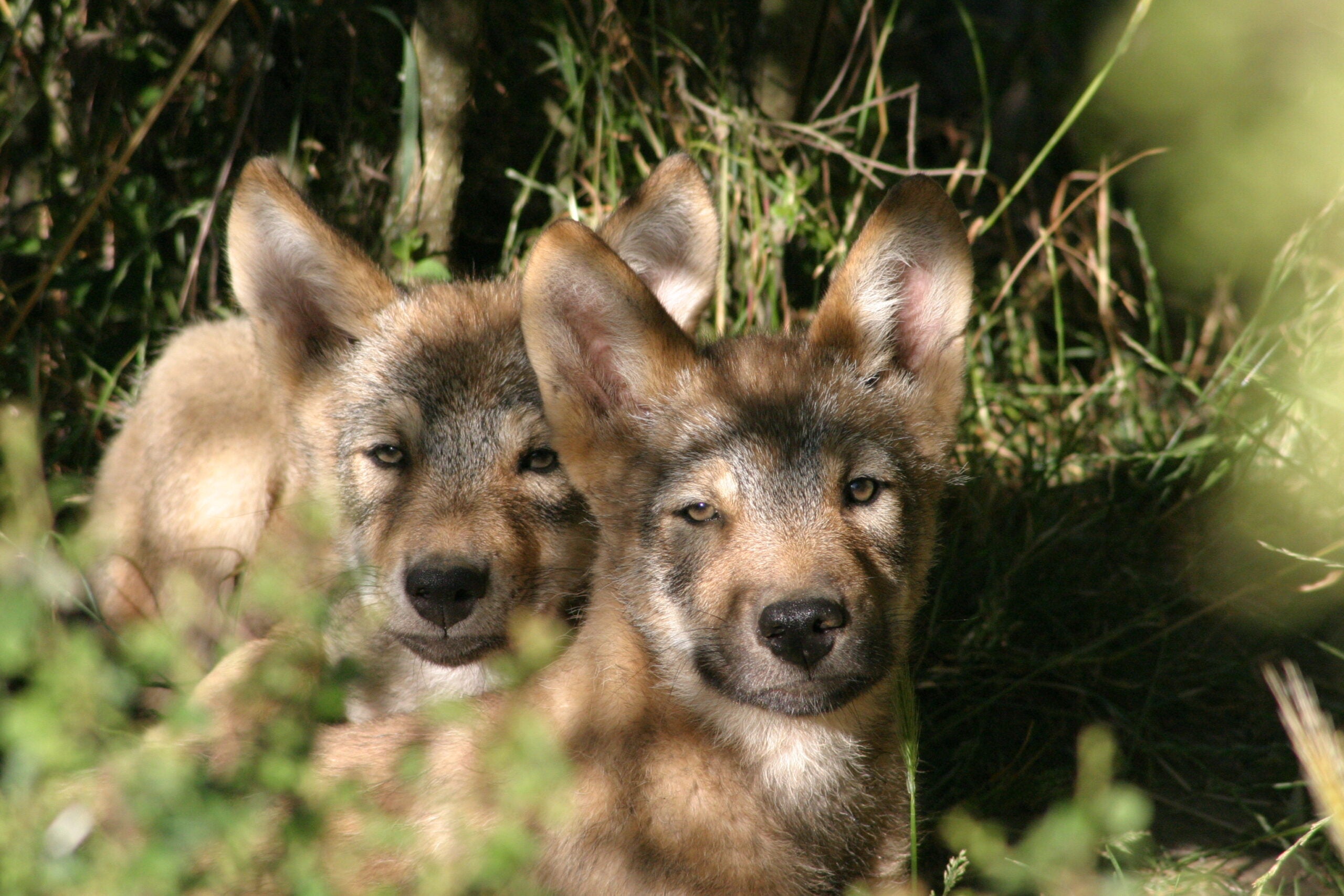 Coupon de réduction : Une nuit achetée = La deuxième à -50% * + Vos entrées au parc offertes - Valable chez LES LOUPS DU GEVAUDAN - à ST LEGER DE PEYRE (48)