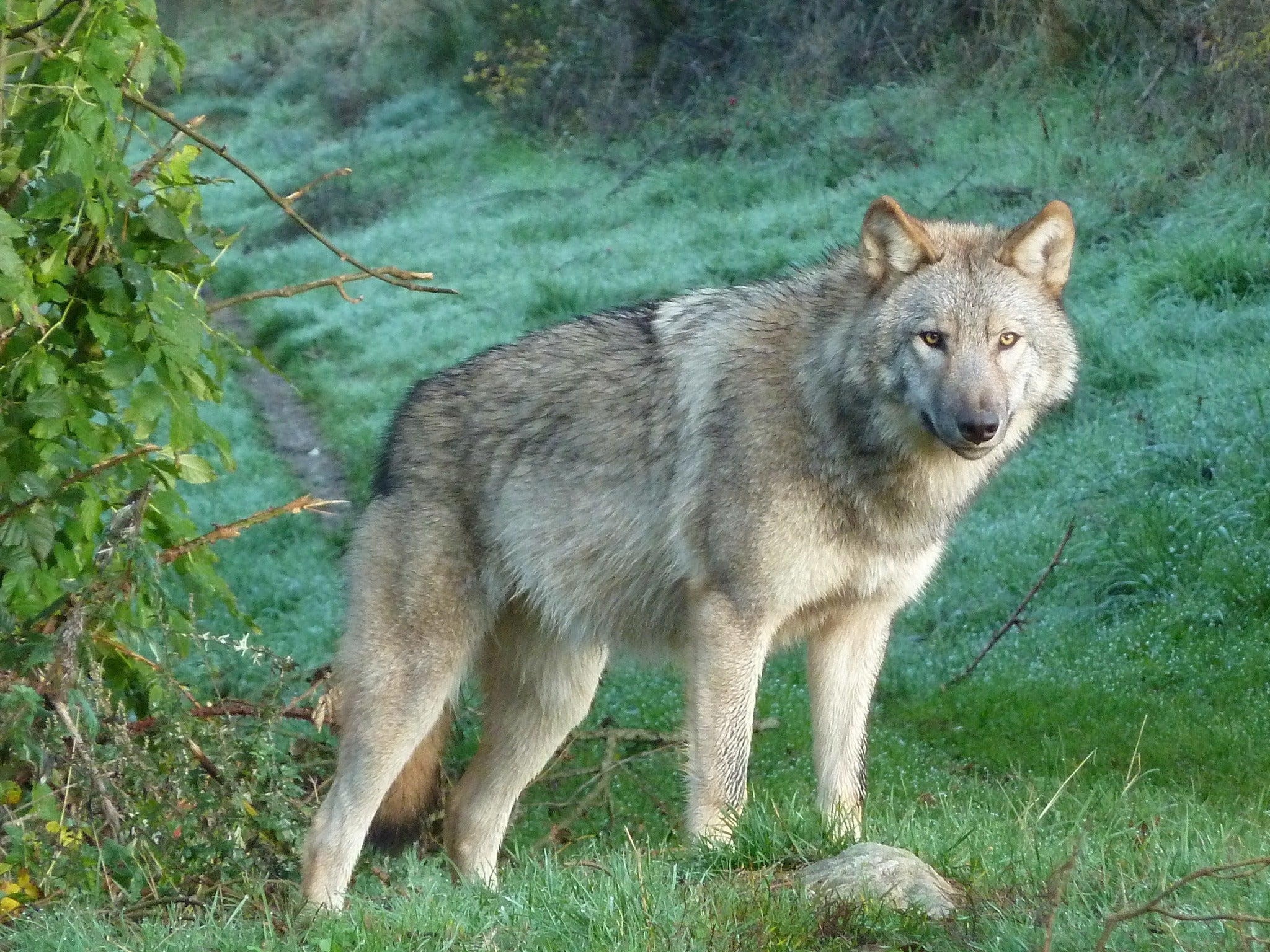 Coupon de réduction : 20% de remise sur l'entrée au parc* - Valable chez LES LOUPS DU GEVAUDAN - à ST LEGER DE PEYRE (48)