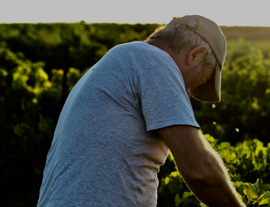 Coupon de réduction : 5 bouteilles achetées =1 offerte sur les AOP Faugères * - Valable au DOMAINE LA SARABANDE - à CABREROLLES (34)