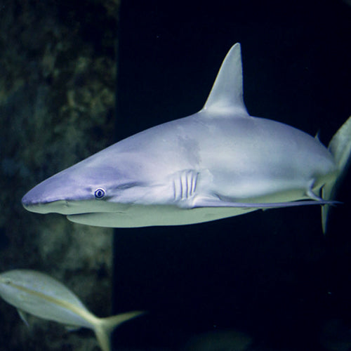 Coupon de réduction : 1 Entrée adulte à 17 € achetée* = 1 offerte - Valable chez LE SEAQUARIUM - à LE GRAU DU ROI (30)