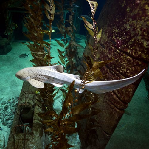 Coupon de réduction : 1 Entrée adulte à 17 € achetée* = 1 offerte - Valable chez LE SEAQUARIUM - à LE GRAU DU ROI (30)