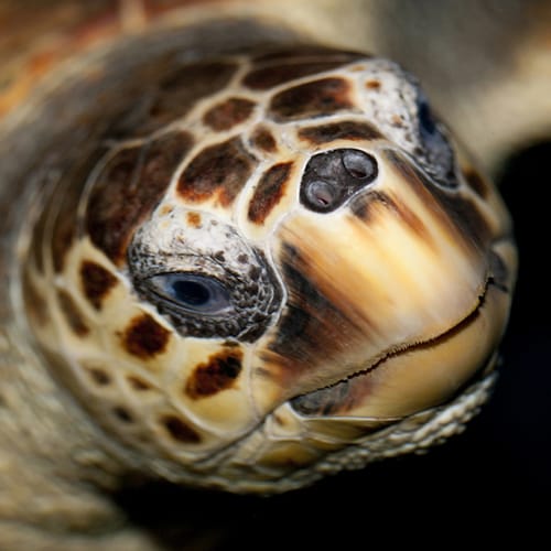 Coupon de réduction : 1 Entrée adulte à 17 € achetée* = 1 offerte - Valable chez LE SEAQUARIUM - à LE GRAU DU ROI (30)