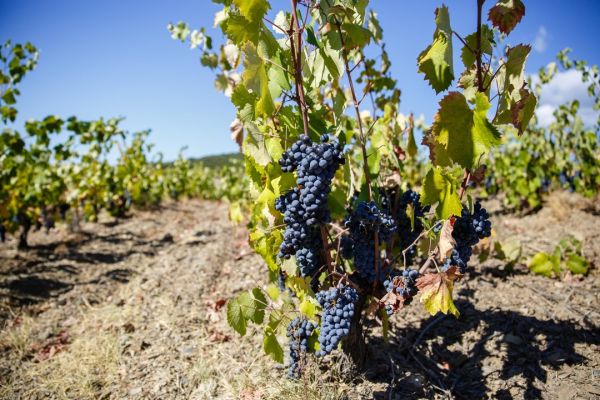 Coupon de réduction : 5 bouteilles achetées =1 offerte sur les AOP Faugères * - Valable au DOMAINE LA SARABANDE - à CABREROLLES (34)